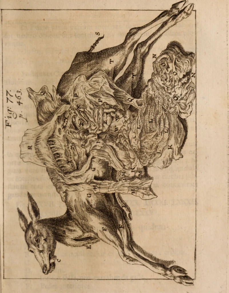 An illustration from Miscellanea curiosa, sive, Ephemeridum medico-physicarum Germanicarum Academiae Naturae curiosorum, 1688, leaf 554