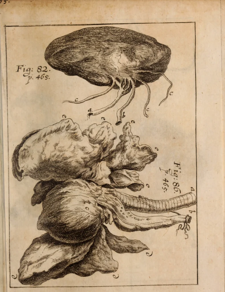 An illustration from Miscellanea curiosa, sive, Ephemeridum medico-physicarum Germanicarum Academiae Naturae curiosorum, 1688, leaf 560