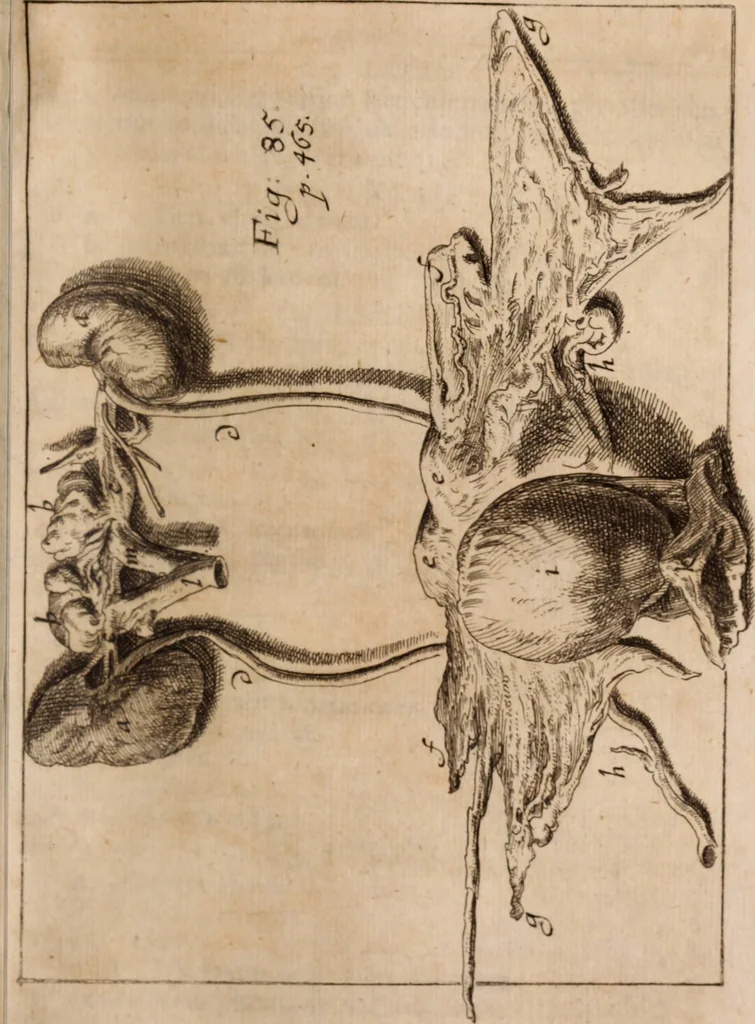 An illustration from Miscellanea curiosa, sive, Ephemeridum medico-physicarum Germanicarum Academiae Naturae curiosorum, 1688, leaf 562