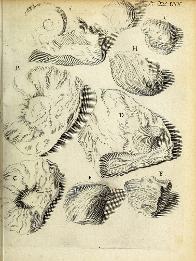 An illustration from Miscellanea Curiosa Medico-Physica Academiae Naturae Curiosorum, 1672, leaf 162