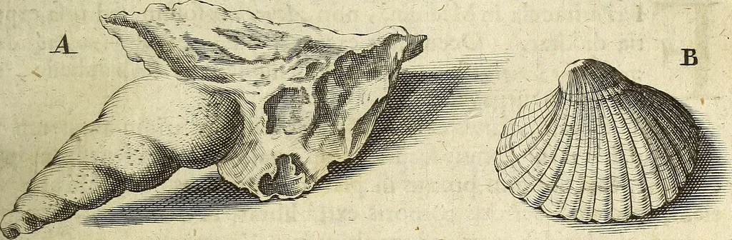 An illustration from Miscellanea Curiosa Medico-Physica Academiae Naturae Curiosorum, 1672, leaf 164
