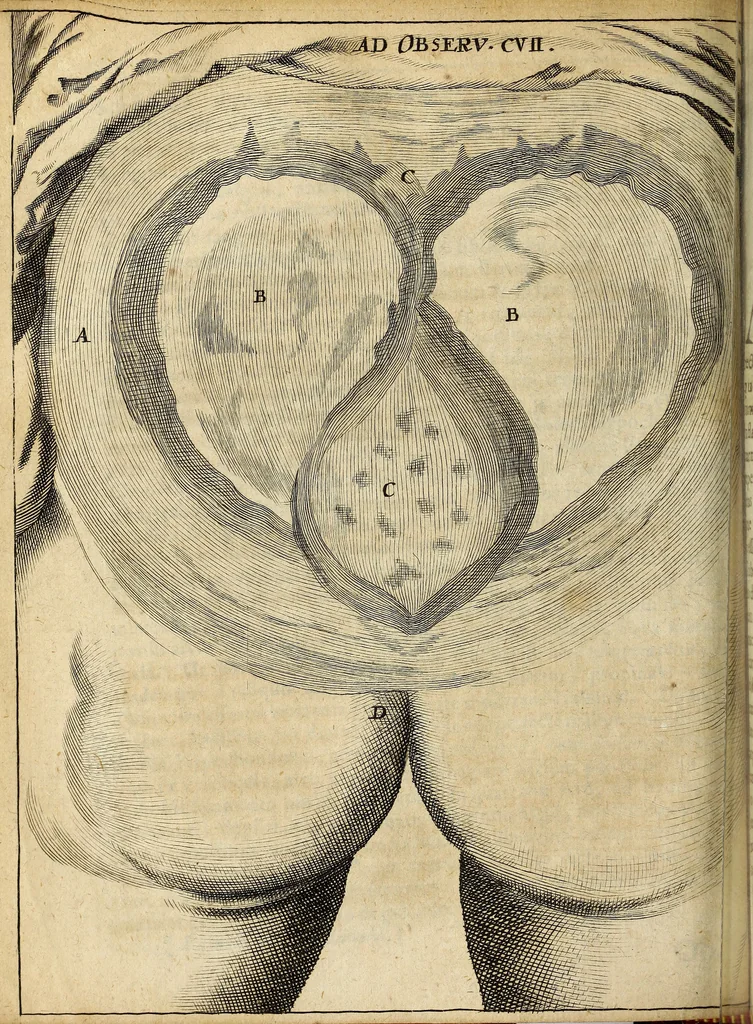 An illustration from Miscellanea Curiosa Medico-Physica Academiae Naturae Curiosorum, 1672, leaf 227