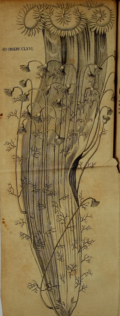 An illustration from Miscellanea Curiosa Medico-Physica Academiae Naturae Curiosorum, 1672, leaf 359