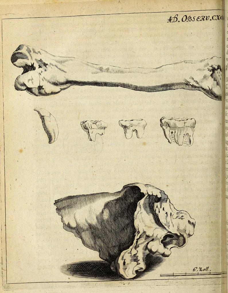 An illustration from Miscellanea Curiosa Medico-Physica Academiae Naturae Curiosorum, 1672, leaf 433