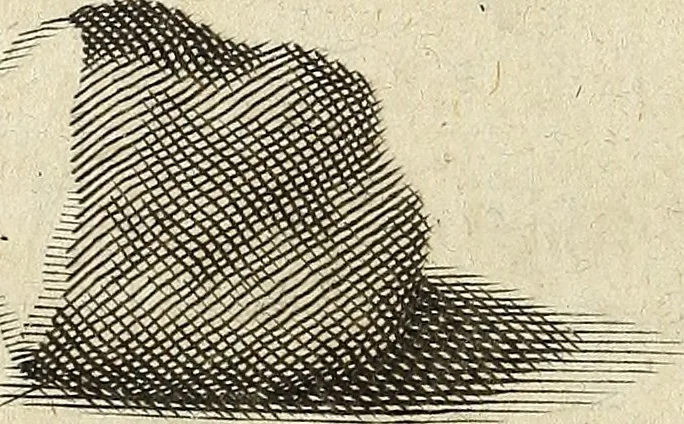 An illustration from Miscellanea Curiosa Medico-Physica Academiae Naturae Curiosorum, 1672, leaf 447
