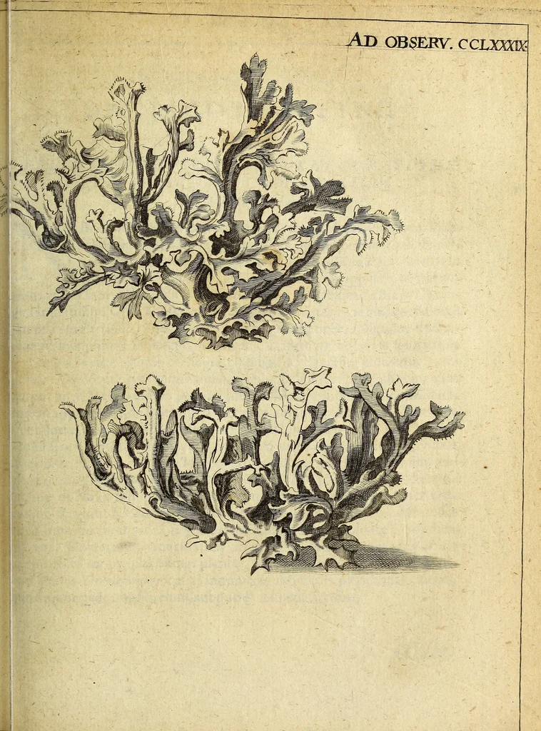 An illustration from Miscellanea Curiosa Medico-Physica Academiae Naturae Curiosorum, 1672, leaf 582