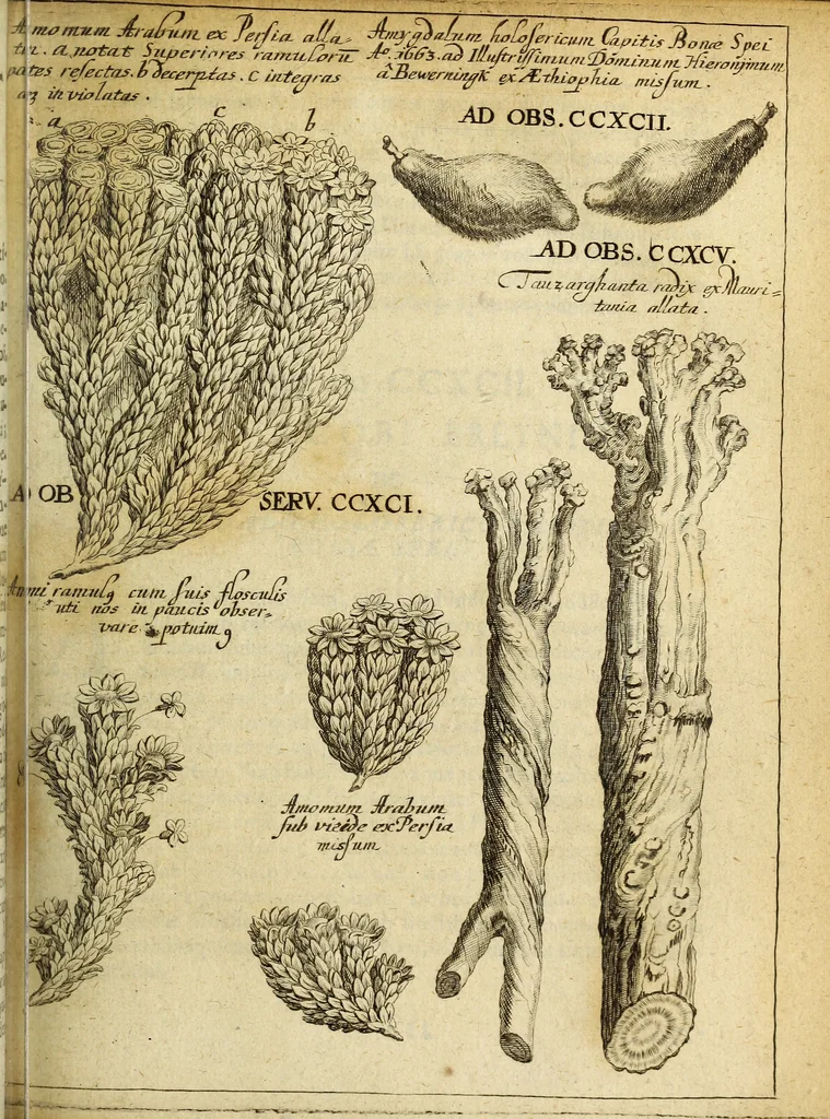 An illustration from Miscellanea Curiosa Medico-Physica Academiae Naturae Curiosorum, 1672, leaf 586