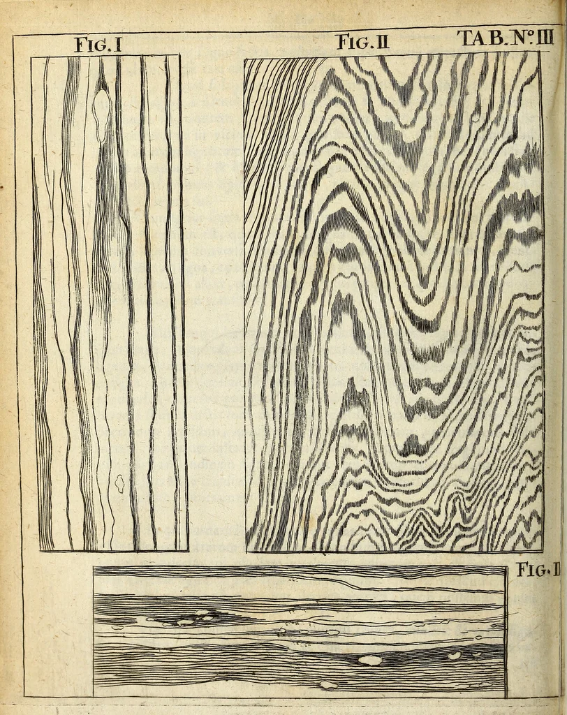 An illustration from Miscellanea Curiosa Medico-Physica Academiae Naturae Curiosorum, 1672, leaf 689