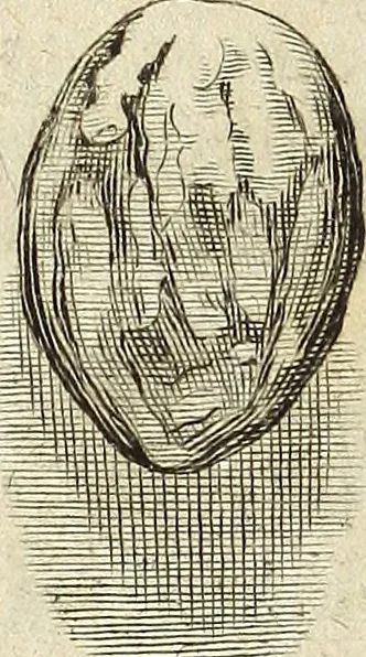 An illustration from Miscellanea Curiosa Medico-Physica Academiae Naturae Curiosorum, 1672, leaf 91