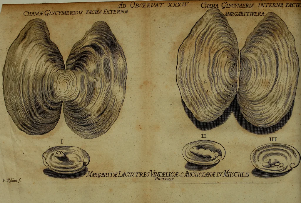 An illustration from Miscellanea Curiosa Medico-Physica Academiae Naturae Curiosorum, 1672, leaf 99