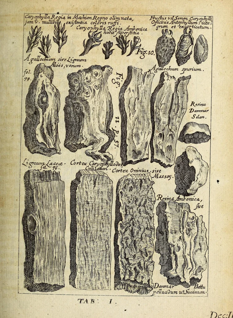 An illustration from Miscellanea Curiosa, sive Ephemiridum Medico-Physicarum Germanicarum Academiae Naturae Curiosorum, 1685, leaf 101