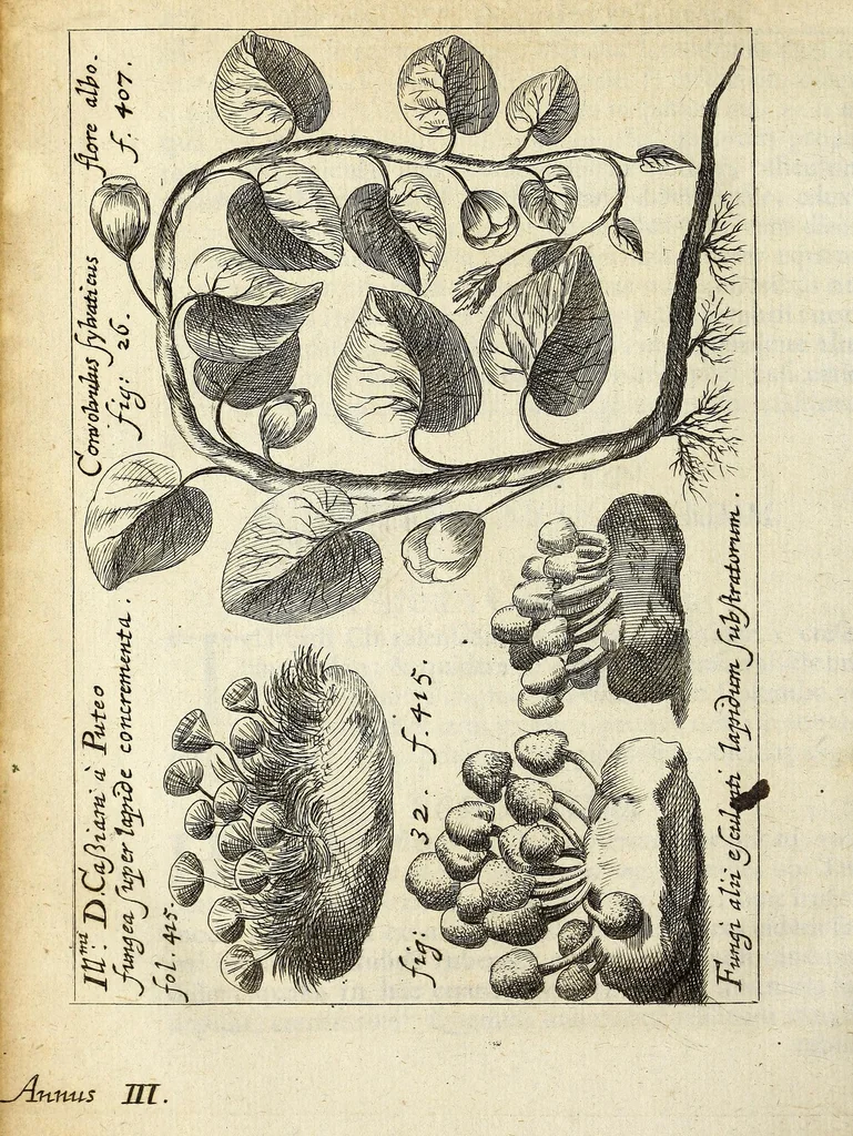 An illustration from Miscellanea Curiosa, sive Ephemiridum Medico-Physicarum Germanicarum Academiae Naturae Curiosorum, 1685, leaf 480