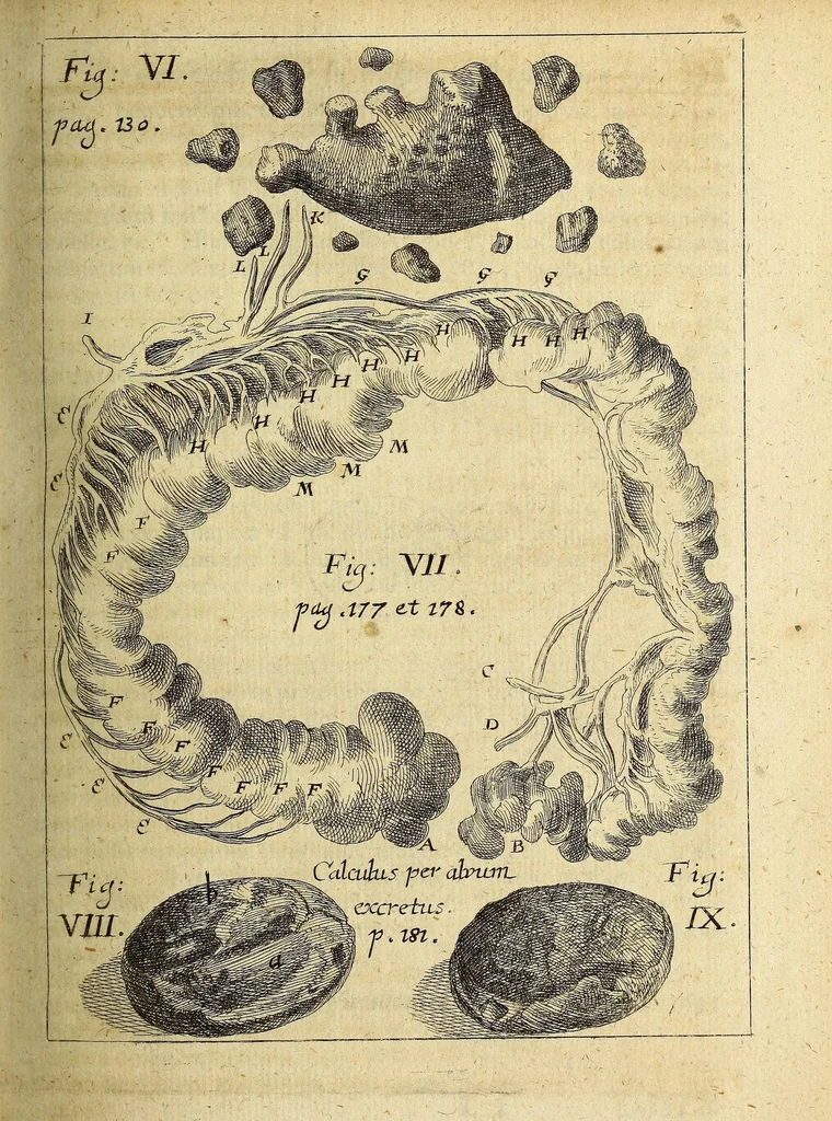 An illustration from Miscellanea Curiosa, sive Ephemiridum Medico-Physicarum Germanicarum Academiae Naturae Curiosorum, 1696, leaf 221