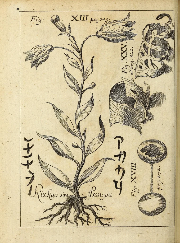 An illustration from Miscellanea Curiosa, sive Ephemiridum Medico-Physicarum Germanicarum Academiae Naturae Curiosorum, 1696, leaf 256