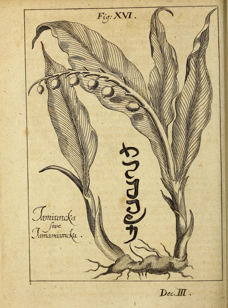 An illustration from Miscellanea Curiosa, sive Ephemiridum Medico-Physicarum Germanicarum Academiae Naturae Curiosorum, 1696, leaf 264