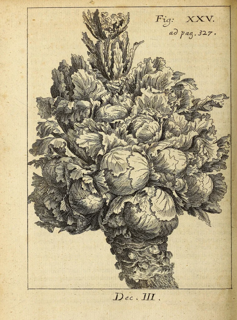 An illustration from Miscellanea Curiosa, sive Ephemiridum Medico-Physicarum Germanicarum Academiae Naturae Curiosorum, 1696, leaf 388