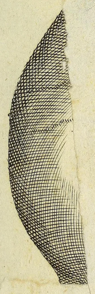 An illustration from Miscellanea Curiosa, sive Ephemiridum Medico-Physicarum Germanicarum Academiae Naturae Curiosorum, 1696, leaf 879