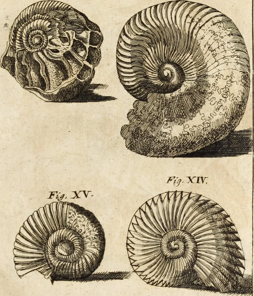 An illustration from Miscellanea curiosa, sive, Ephemeridum medico-physicarum Germanicarum, 1700, leaf 102