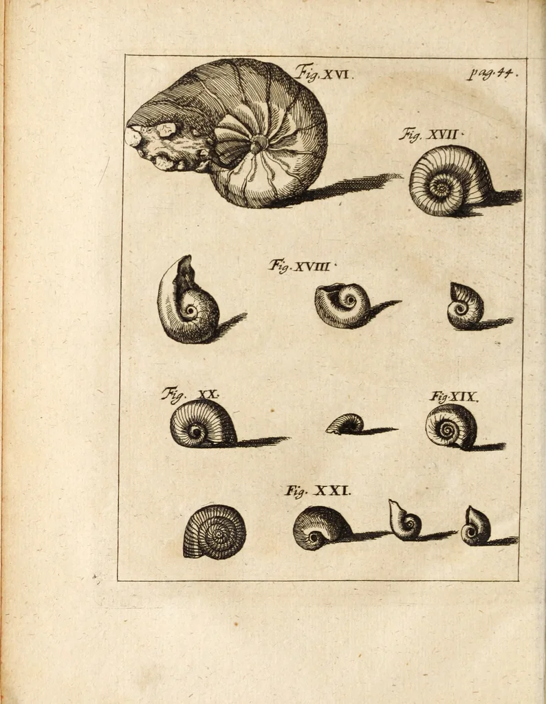 An illustration from Miscellanea curiosa, sive, Ephemeridum medico-physicarum Germanicarum, 1700, leaf 105