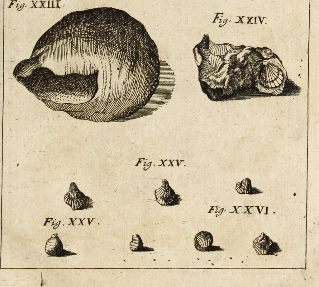 An illustration from Miscellanea curiosa, sive, Ephemeridum medico-physicarum Germanicarum, 1700, leaf 106
