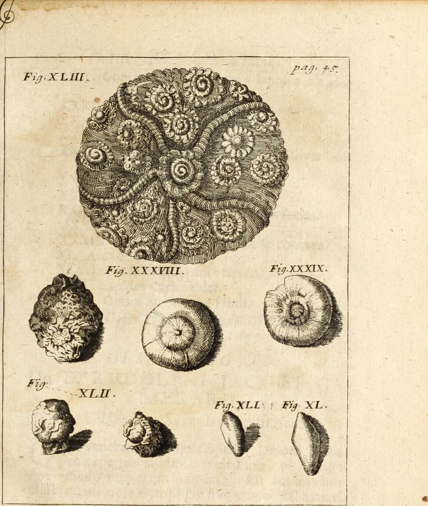 An illustration from Miscellanea curiosa, sive, Ephemeridum medico-physicarum Germanicarum, 1700, leaf 110