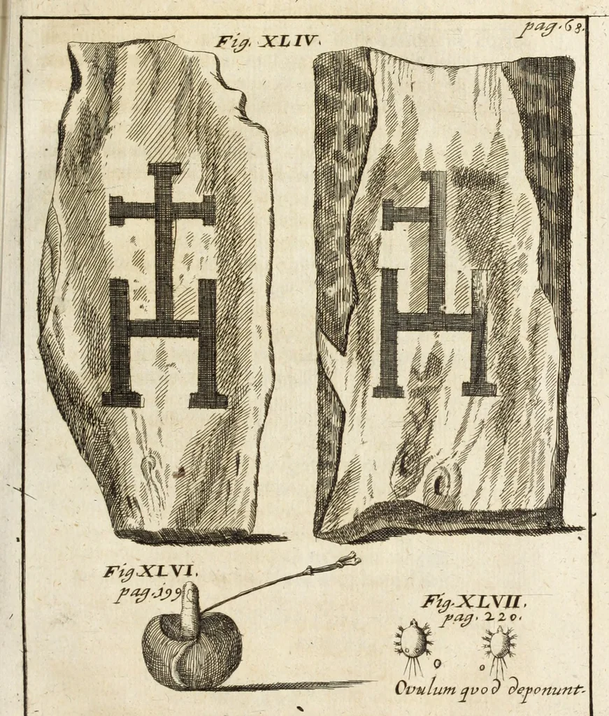 An illustration from Miscellanea curiosa, sive, Ephemeridum medico-physicarum Germanicarum, 1700, leaf 146