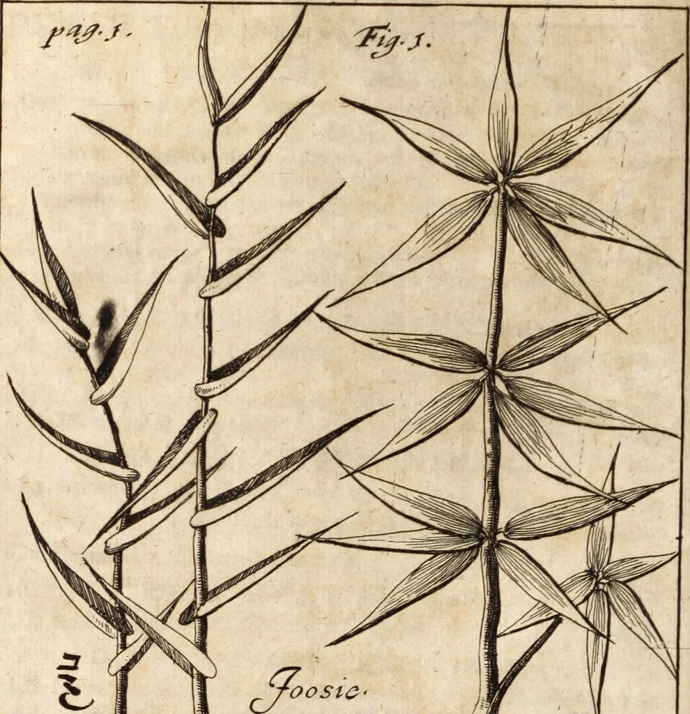 An illustration from Miscellanea curiosa, sive, Ephemeridum medico-physicarum Germanicarum, 1700, leaf 45