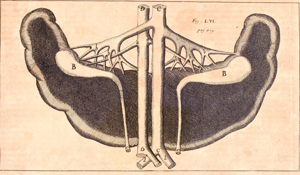 An illustration from Miscellanea curiosa, sive, Ephemeridum medico-physicarum Germanicarum, 1700, leaf 494