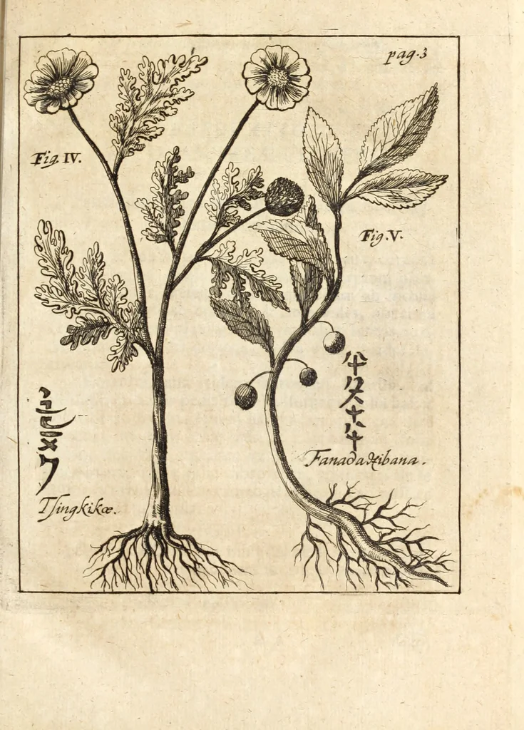 An illustration from Miscellanea curiosa, sive, Ephemeridum medico-physicarum Germanicarum, 1700, leaf 50