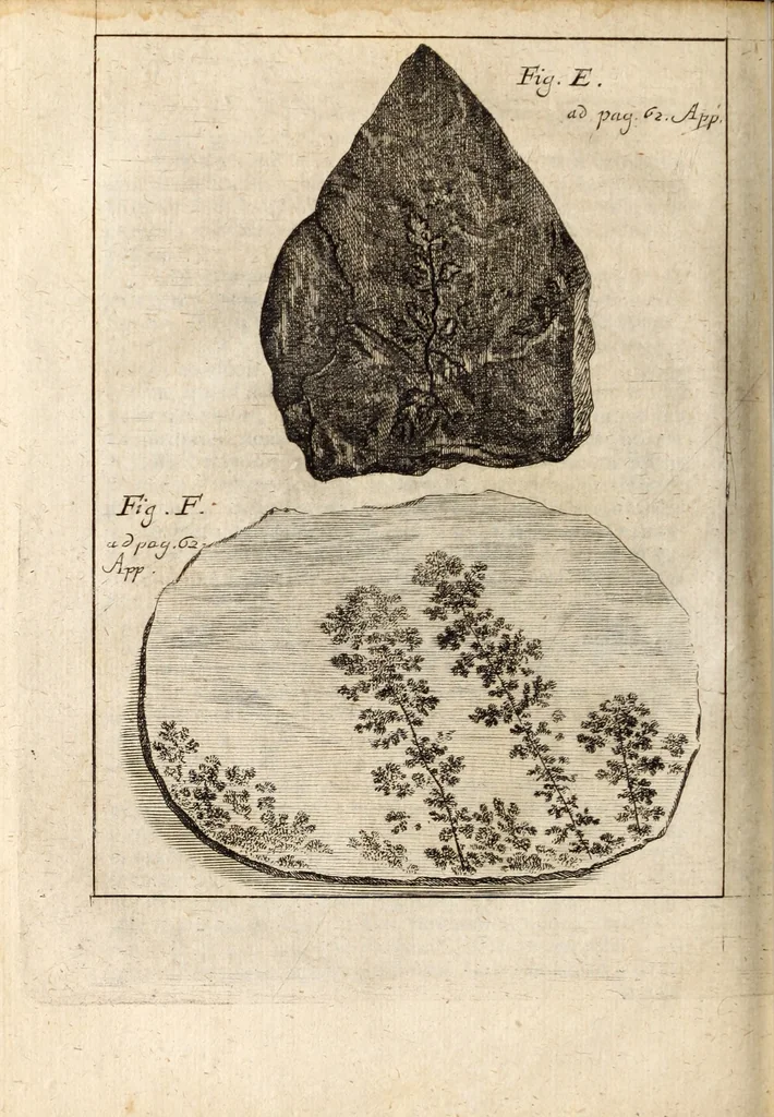 An illustration from Miscellanea curiosa, sive, Ephemeridum medico-physicarum Germanicarum, 1700, leaf 847