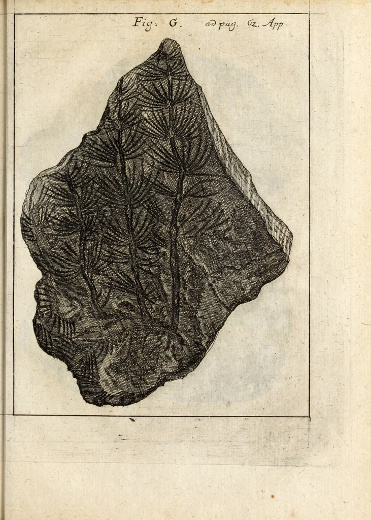An illustration from Miscellanea curiosa, sive, Ephemeridum medico-physicarum Germanicarum, 1700, leaf 848