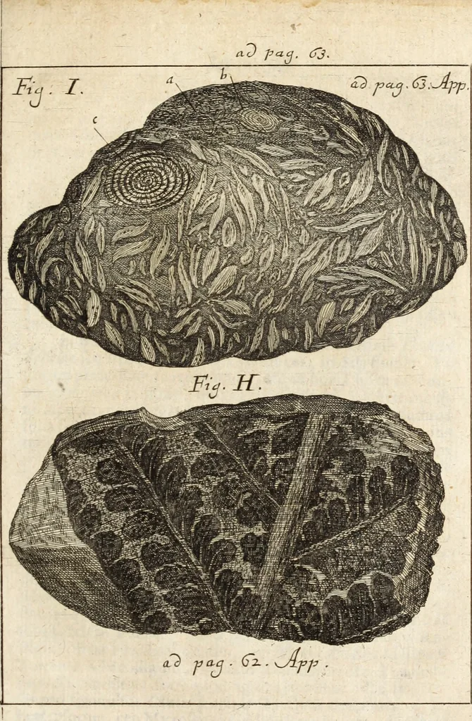 An illustration from Miscellanea curiosa, sive, Ephemeridum medico-physicarum Germanicarum, 1700, leaf 850