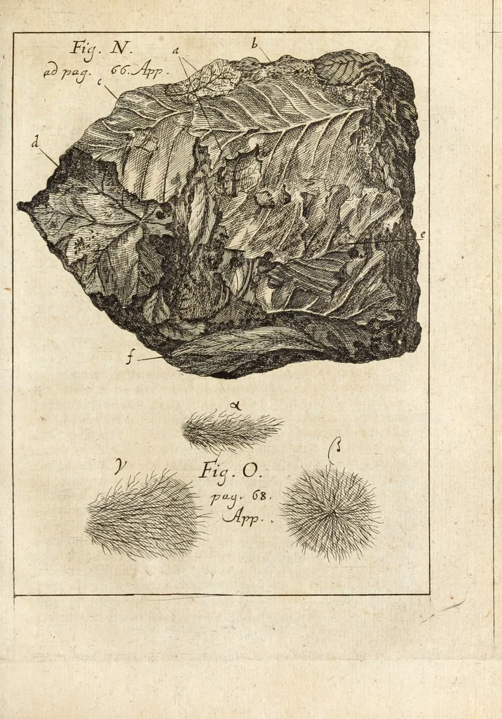 An illustration from Miscellanea curiosa, sive, Ephemeridum medico-physicarum Germanicarum, 1700, leaf 858