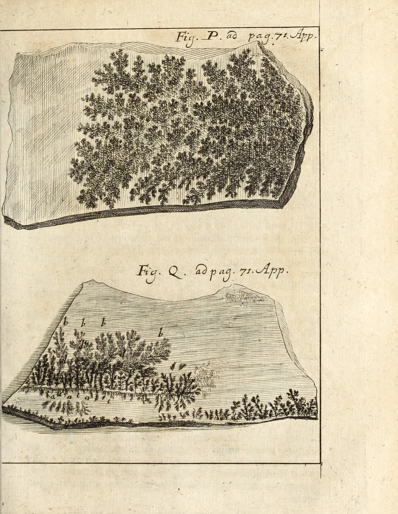 An illustration from Miscellanea curiosa, sive, Ephemeridum medico-physicarum Germanicarum, 1700, leaf 864