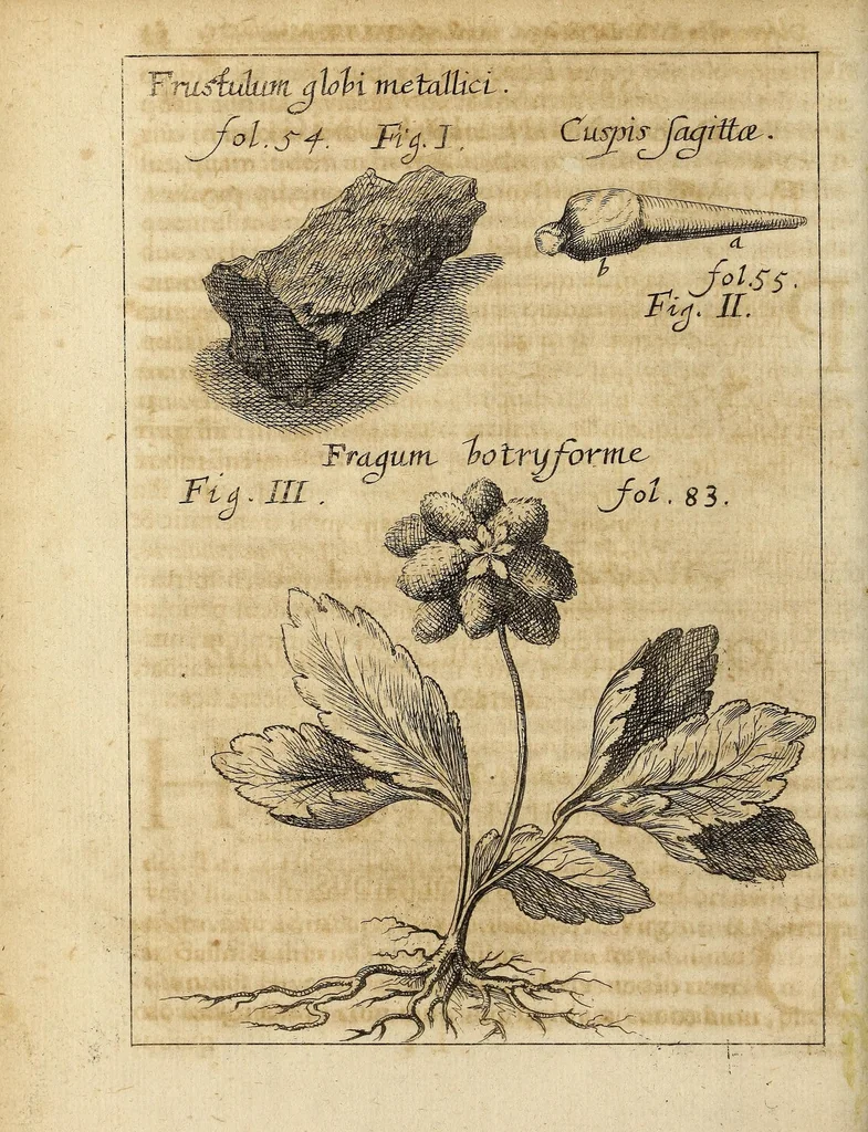 An illustration from Miscellanea Curiosa, sive Ephemiridum Medico-Physicarum Germanicarum Academiae Naturae Curiosorum, 1686, leaf 114