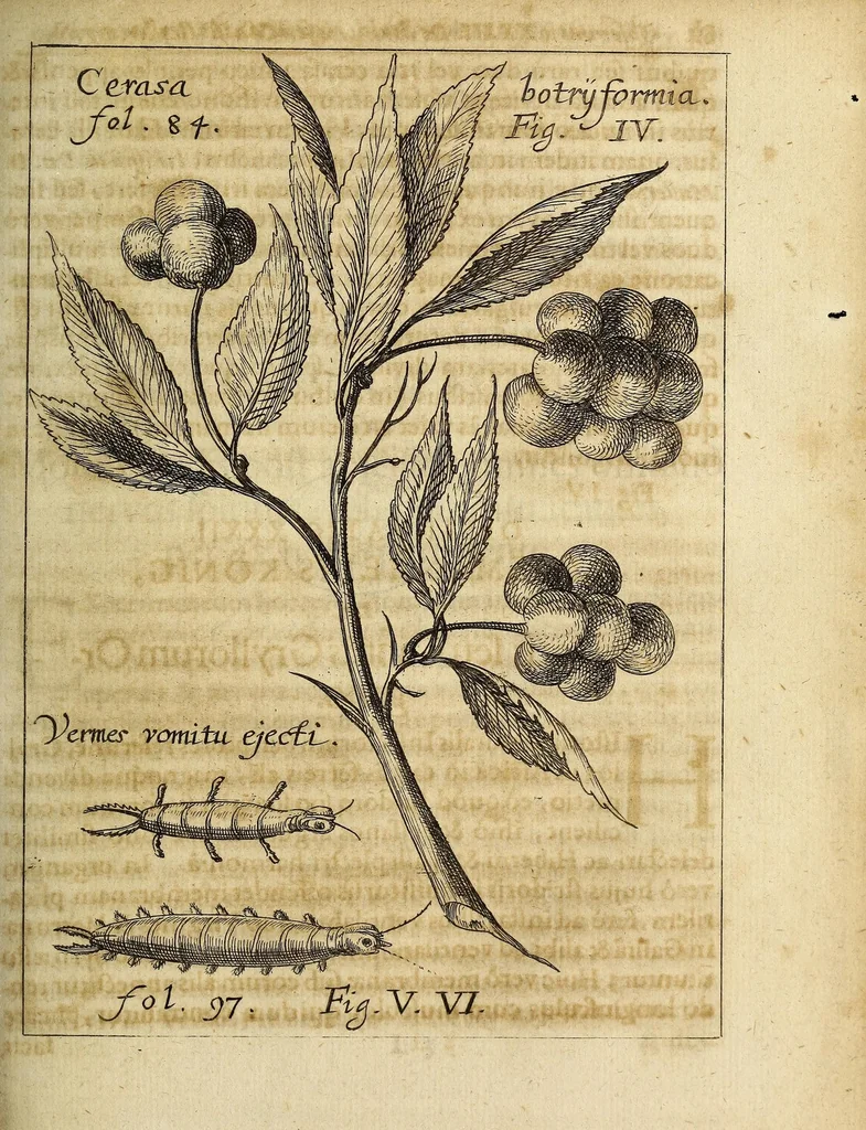 An illustration from Miscellanea Curiosa, sive Ephemiridum Medico-Physicarum Germanicarum Academiae Naturae Curiosorum, 1686, leaf 117