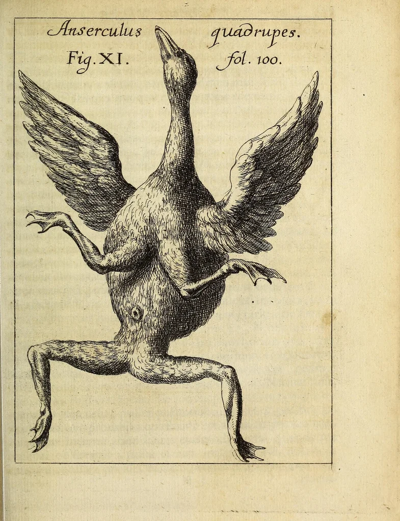 An illustration from Miscellanea Curiosa, sive Ephemiridum Medico-Physicarum Germanicarum Academiae Naturae Curiosorum, 1686, leaf 139