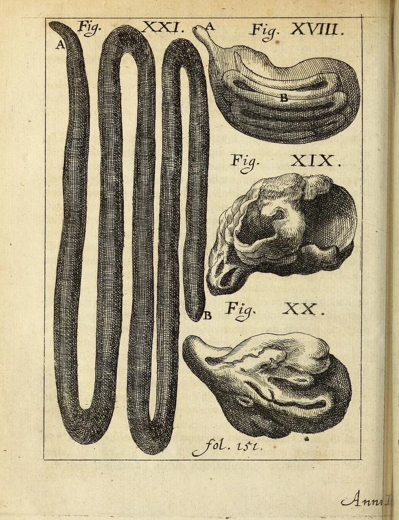 An illustration from Miscellanea Curiosa, sive Ephemiridum Medico-Physicarum Germanicarum Academiae Naturae Curiosorum, 1686, leaf 198