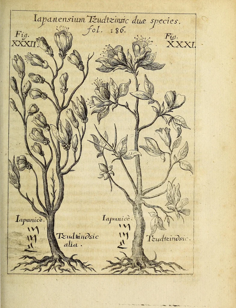 An illustration from Miscellanea Curiosa, sive Ephemiridum Medico-Physicarum Germanicarum Academiae Naturae Curiosorum, 1686, leaf 345