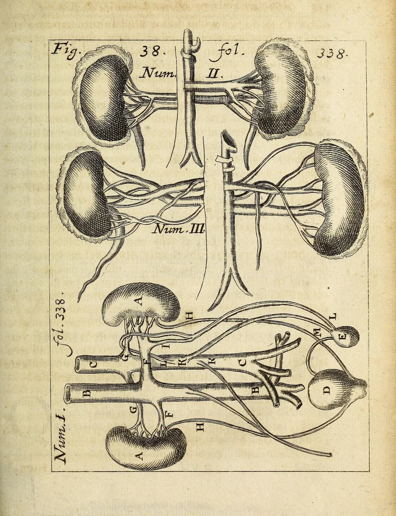 An illustration from Miscellanea Curiosa, sive Ephemiridum Medico-Physicarum Germanicarum Academiae Naturae Curiosorum, 1686, leaf 401