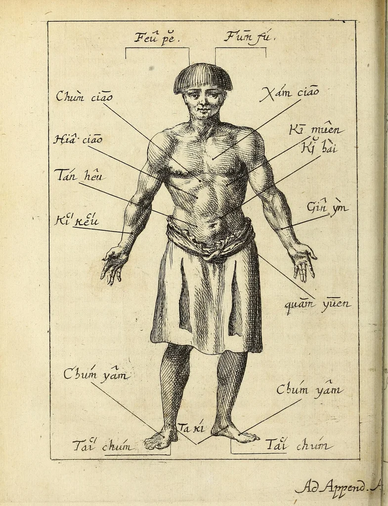 An illustration from Miscellanea Curiosa, sive Ephemiridum Medico-Physicarum Germanicarum Academiae Naturae Curiosorum, 1686, leaf 560