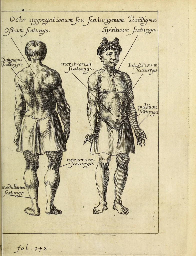 An illustration from Miscellanea Curiosa, sive Ephemiridum Medico-Physicarum Germanicarum Academiae Naturae Curiosorum, 1686, leaf 561