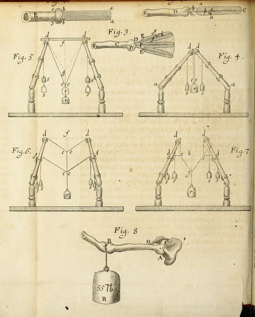 An illustration from Miscellanea Curiosa, sive Ephemiridum Medico-Physicarum Germanicarum Academiae Naturae Curiosorum, 1686, leaf 574