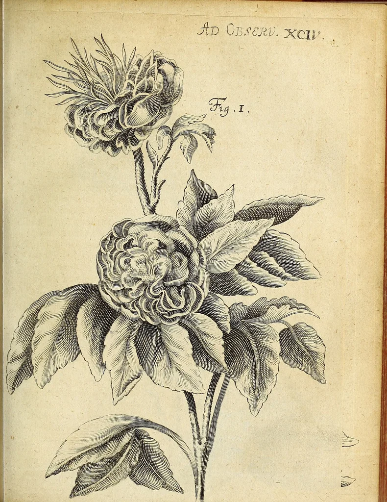 An illustration from Miscellanea Curiosa Medico-Physica Academiae Naturae Curiosorum, 1676, leaf 112