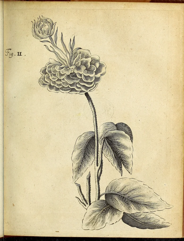 An illustration from Miscellanea Curiosa Medico-Physica Academiae Naturae Curiosorum, 1676, leaf 114
