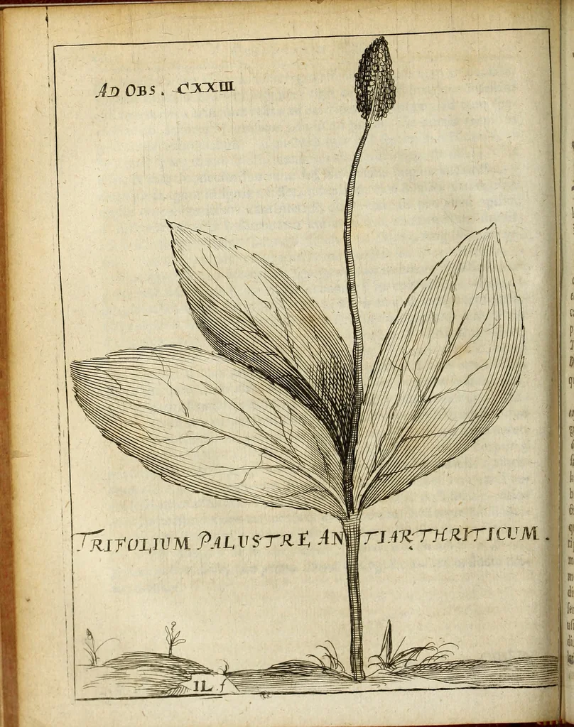 An illustration from Miscellanea Curiosa Medico-Physica Academiae Naturae Curiosorum, 1676, leaf 157