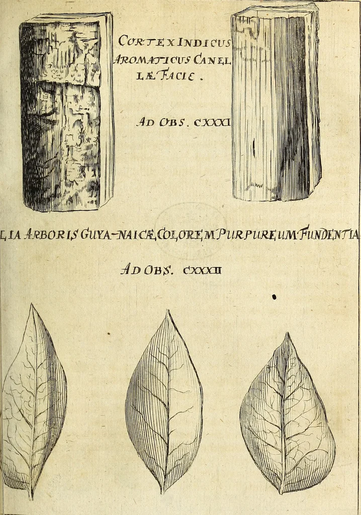 An illustration from Miscellanea Curiosa Medico-Physica Academiae Naturae Curiosorum, 1676, leaf 168