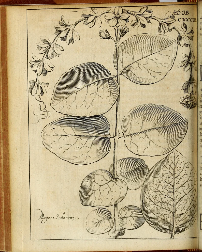 An illustration from Miscellanea Curiosa Medico-Physica Academiae Naturae Curiosorum, 1676, leaf 171