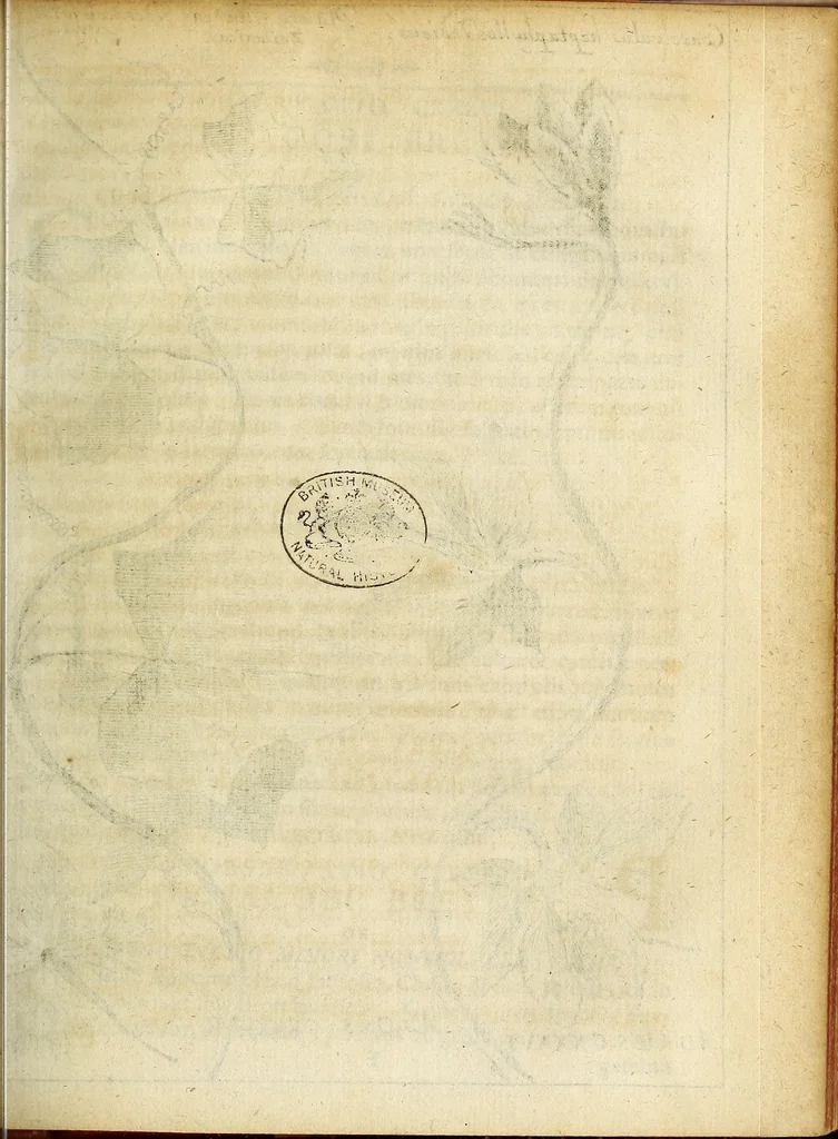An illustration from Miscellanea Curiosa Medico-Physica Academiae Naturae Curiosorum, 1676, leaf 174