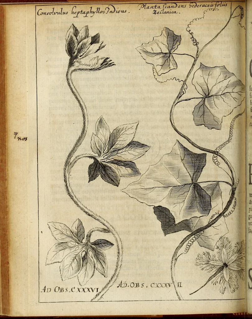 An illustration from Miscellanea Curiosa Medico-Physica Academiae Naturae Curiosorum, 1676, leaf 175